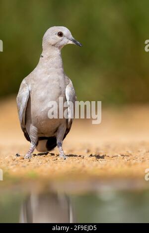 Halsbandtaube (Streptopelia decaocto), fotografiert im September in Israel Stockfoto