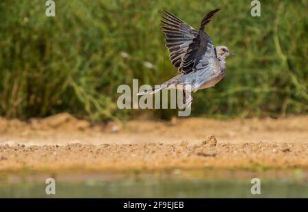 Halsbandtaube (Streptopelia decaocto), fotografiert im September in Israel Stockfoto