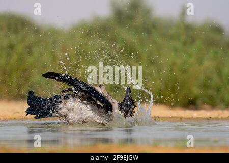 Kapuzenkrähe (Corvus cornix) am Wasser die Kapuzenkrähe ist ein weit verbreiteter Vogel, der in weiten Teilen Europas und des Nahen Ostens gefunden wird. Es ist ein omnivorous s Stockfoto