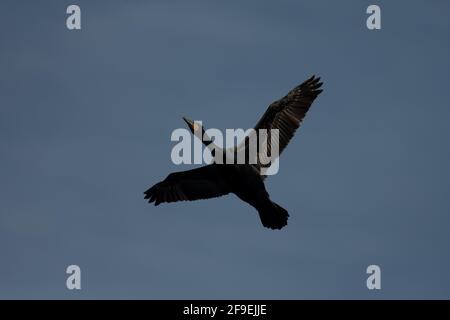 Zweiflügiger Kormoran, der über den blauen Himmel über einem Park in Upstate, New York, fliegt. Stockfoto