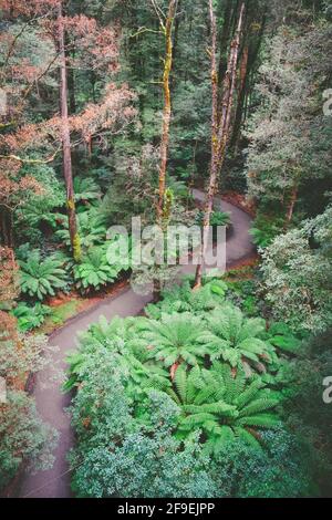 Gewundener Fußweg durch den wunderschönen Regenwald mit hohen Bäumen und Farnen in Victoria, Australien Stockfoto