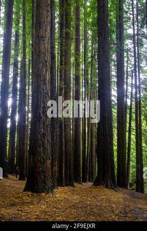 Hohe Mammutbäume im Great Otway National Park, Victoria, Australien Stockfoto