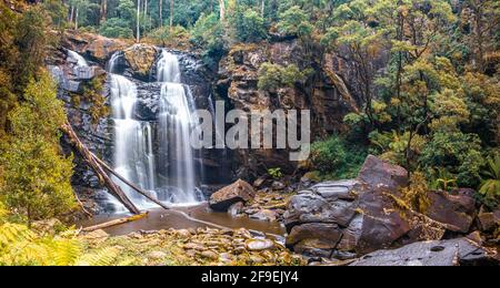 Stevensons Falls im Great Otways National Park in Victoria, Australien Stockfoto