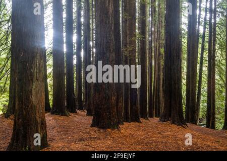 Kalifornische Redwood-Bäume in Victoria, Australien Stockfoto