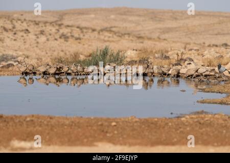 Die Küken eines Sandhuhns (Ammoperdix heyi) sind ein Wildvögel der Fasanenfamilie Phasianidae der Ordnung Galliformes, gallinaceous birds. Stockfoto