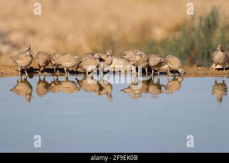 Die Küken eines Sandhuhns (Ammoperdix heyi) sind ein Wildvögel der Fasanenfamilie Phasianidae der Ordnung Galliformes, gallinaceous birds. Stockfoto