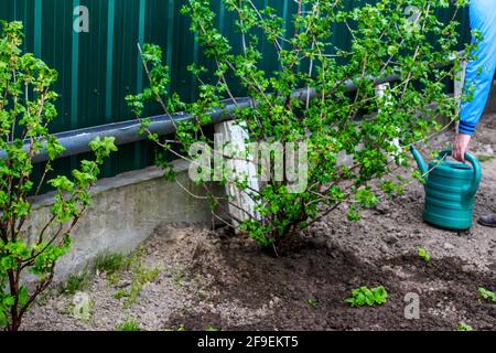 Der Gärtner mit Unschärfe-Effekt steht auf einem Bett. Der Bauer hält die grüne Gießkannen. Grüne. Gartenbau und Landwirtschaft. Unscharfer Hintergrundboden. Jung Stockfoto