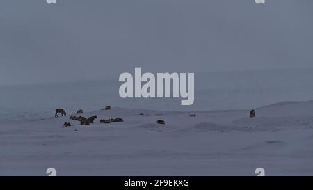 Kleine Herde von Roaming Rentiere (Rangers tarandus) auf einer von tiefem Schnee bedeckten Wiese in der Nähe von Jökulsárlón, Vatnajökull Nationalpark, im Süden Islands. Stockfoto