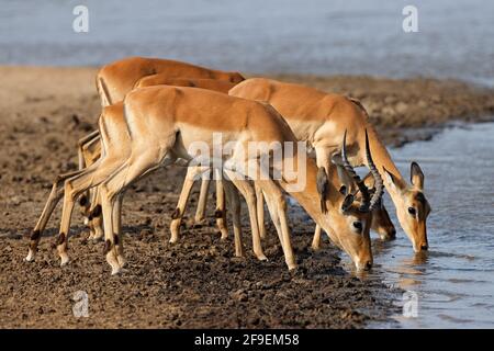 Impala Antilopen (Aepyceros melampus) Trinkwasser, Krüger Nationalpark, Südafrika Stockfoto