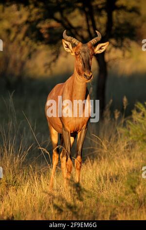 Seltene Kudus Antilope (Damaliscus Lunatus) im natürlichen Lebensraum, Südafrika Stockfoto