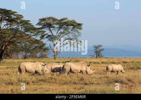 Weiße Nashörner (Rhinocerotidae)) im offenen Grasland, Lake Nakuru, Kenia Stockfoto