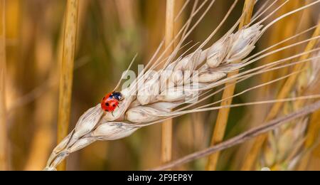 Goldenes Weizenohr mit Marienkäfer. Nahaufnahme der Ohren, Weizen oder Roggen. Wunderbare Ländliche Landschaft. Geringe Tiefenschärfe. Weichzeichner. Stockfoto