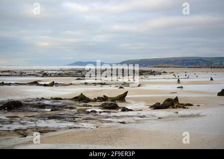 Untergetauchte prähistorische Wälder, Borth, Wales, die von stürmischen Meeren enthüllt wurden Stockfoto