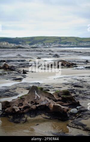 Untergetauchte prähistorische Wälder, Borth, Wales, die von stürmischen Meeren enthüllt wurden Stockfoto