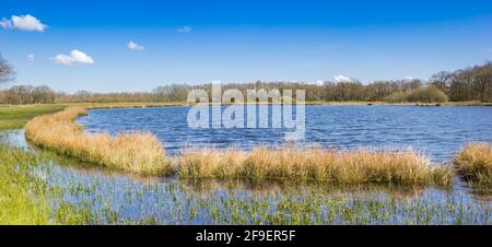 Panorama des Schilfwuchses in einem kleinen See in Drenthe bei Orvelte, Niederlande Stockfoto