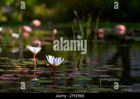 Weiße Seerose blüht auf dem stillen Wasser mit den rosa Lilien und grünen Blättern in der Nähe. Stockfoto