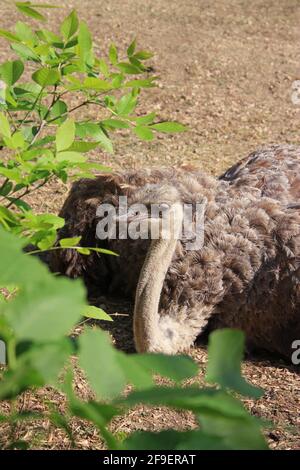 Hinter den grünen Ästen eines Baumes liegt ein Strauß auf dem Boden. Hochwertige Fotos Stockfoto