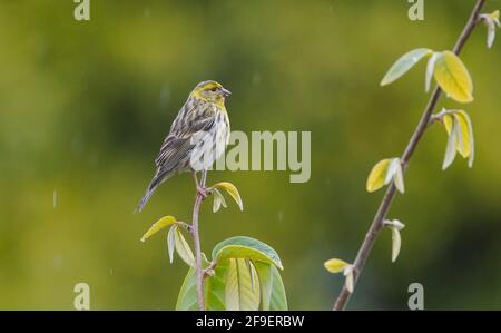 Der europäische Serin, Serinus serinus, thronte im Regen auf einem Ast. Spanien. Stockfoto