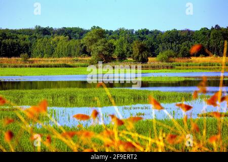 Polen, Milicz Podnds, woiwodschaft Niederschlesien. Stockfoto