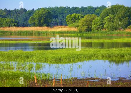 Polen, Milicz Podnds, woiwodschaft Niederschlesien. Stockfoto