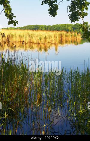Polen, Milicz Podnds, woiwodschaft Niederschlesien. Stockfoto