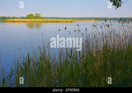 Polen, Milicz Podnds, woiwodschaft Niederschlesien. Stockfoto
