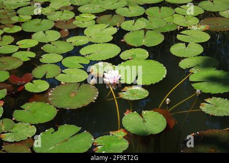 Er ist im tropischen Asien und Queensland, Australien, beheimatet und wird häufig in Wassergärten angebaut. Sie ist auch die Nationalblume Indiens, Bangladeschs und Vietnams. Hochwertige Fotos Stockfoto