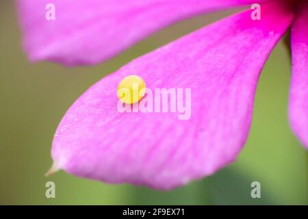 Ein Ei des gemeinen Mormonenfalter, das an einem befestigt ist Blütenblatt einer Periwinkle-Blume Stockfoto