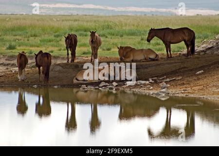 Pferde ruhen an einem kleinen See im mongolischen Altai, Mongolei Stockfoto