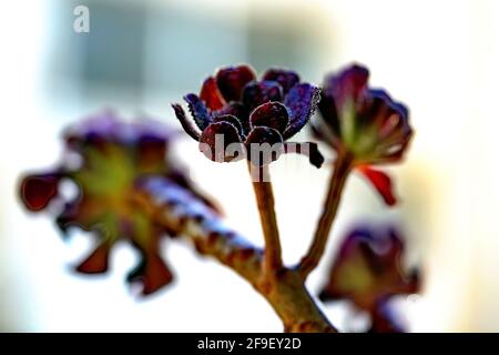 Schwarze Rose - Aeonium arboreum 'Zwartkop' in einem Kaktus und Sukkulenten Garten in Israel im Juli fotografiert Stockfoto