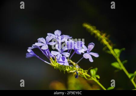 Nahaufnahme einer blühenden Phlox divaricata, der wildblaue Phlox, Waldphlox oder wildsüßer william, ist eine blühende Pflanze aus der Familie Po Stockfoto