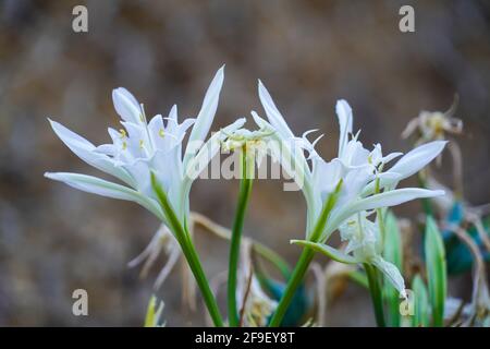 Meer Narzisse, Meer pancratium Lily (Pancratium maritimum) an der Küste des Mittelmeers, Israel im September Stockfoto