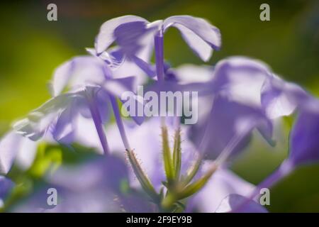 Nahaufnahme einer blühenden Phlox divaricata, der wildblaue Phlox, Waldphlox oder wildsüßer william, ist eine blühende Pflanze aus der Familie Po Stockfoto