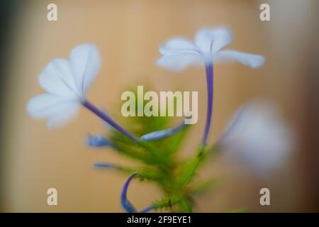 Nahaufnahme einer blühenden Phlox divaricata, der wildblaue Phlox, Waldphlox oder wildsüßer william, ist eine blühende Pflanze aus der Familie Po Stockfoto