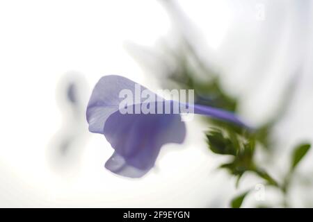 Nahaufnahme einer blühenden Phlox divaricata, der wildblaue Phlox, Waldphlox oder wildsüßer william, ist eine blühende Pflanze aus der Familie Po Stockfoto