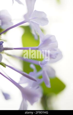 Nahaufnahme einer blühenden Phlox divaricata, der wildblaue Phlox, Waldphlox oder wildsüßer william, ist eine blühende Pflanze aus der Familie Po Stockfoto