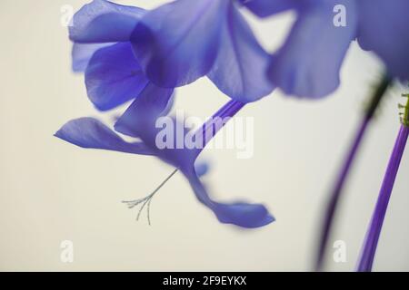 Nahaufnahme einer blühenden Phlox divaricata, der wildblaue Phlox, Waldphlox oder wildsüßer william, ist eine blühende Pflanze aus der Familie Po Stockfoto