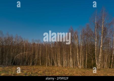 Birkenwald und Wiesen in den Krusnebergen im Frühling sonnig Farbe kalten Morgen Stockfoto