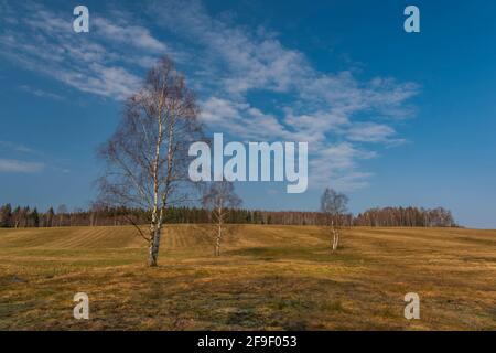 Birkenwald und Wiesen in den Krusnebergen im Frühling sonnig Farbe kalten Morgen Stockfoto