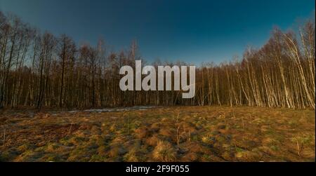 Birkenwald und Wiesen in den Krusnebergen im Frühling sonnig Farbe kalten Morgen Stockfoto
