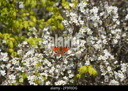 Schmetterling auf Blüte, Schmetterling auf Blume, DSLR Stockfoto