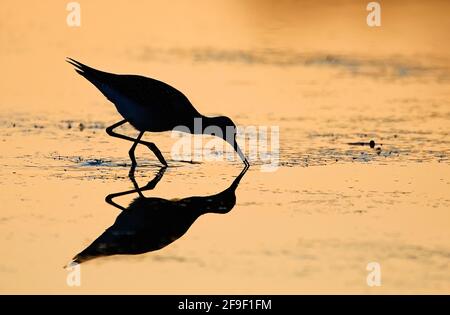 Kleine Yellowlegs. Tringa flavipes. Jamaica Bay, Gateway, NRA. Im Spätsommer auf der Atlantic Flyway auf der Zugfahrt werden kleinere Gelbschenkel als Silhouette verwendet Stockfoto