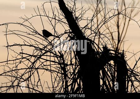 Songbird Silhouette in verworrener Waldgegend Stockfoto