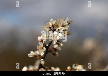 Selektive Fokusaufnahme von blühenden Schlehdornzweigen im Wald im Frühjahr Stockfoto