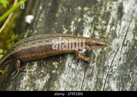 Eine Nahaufnahme von schwer gravidierten Weibchen lebendgebärender oder gemeiner Eidechse (Zootoca Vivipare) mit Parasiten infiziert Stockfoto