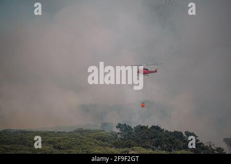 Feuerwehrleute eilen, um ein Feuer zu löschen, das durch Kiefern wütet Auf dem Tafelberg in der Nähe des Rhodes Memorial [Feuerwehrhubschrauber #capetownfire] Stockfoto