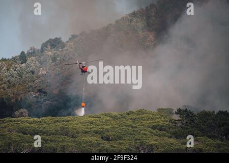 Feuerwehrleute eilen, um ein Feuer zu löschen, das durch Kiefern wütet Auf dem Tafelberg in der Nähe des Rhodes Memorial [Feuerwehrhubschrauber #capetownfire] Stockfoto