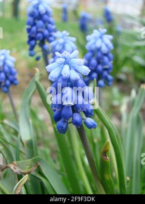 Blaue Muscari, sort Ocean Magic, Armeniacum Viola. Viele blaue Muscari-Blüten in Grün. Frühling Muscari Hyazinthe Blumen. Wunderschöner blauer Frühlingsurlaub n Stockfoto