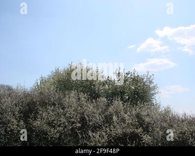 Die weißen Blüten auf dem Ast, der Schwarzdorn in der Blüte im frühen Frühling Stockfoto