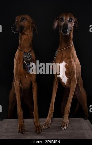 Ein Porträt von zwei Azawakh Hunde eine afrikanische Hunderasse Die groß und schlank ist Stockfoto